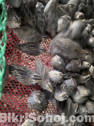 কোয়েল পাখি, মুরগী